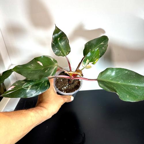 Philodendron Pink Princess - نبتة الأميرة الوردية