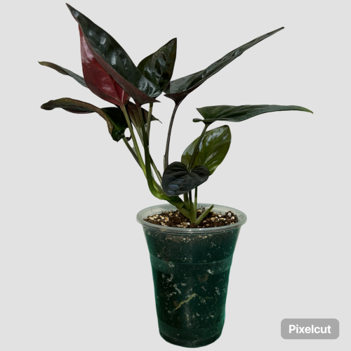 سينجونيوم بلاك فيلفيت - Syngonium Black Velvet