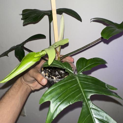 Philodendron Florida فيلودندرون فلوريدا