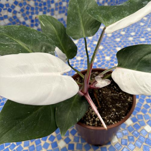 فيلوديندرون وايت برنسس (Philodendron White Princes...