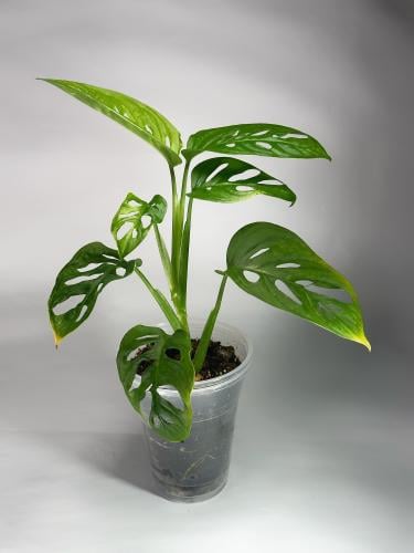 نبات مونستيرا مونكي Monstera adansonii Monkey