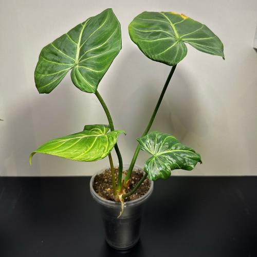 Philodendron Gloriosum - فيلوديندرون جلوريوسوم