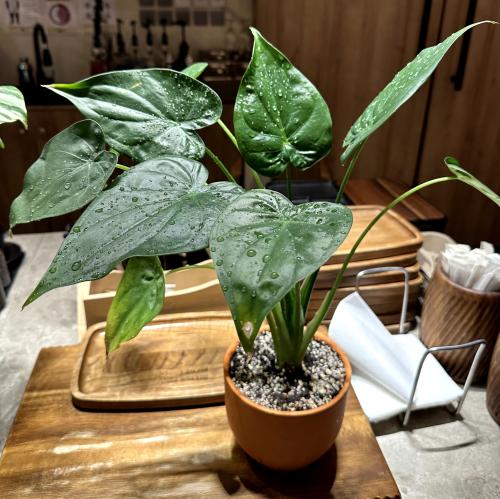 ألوكاسيا كوكولاتا - Alocasia Cucullata