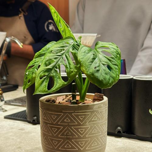 نبات مونستيرا مونكي Monstera adansonii Monkey