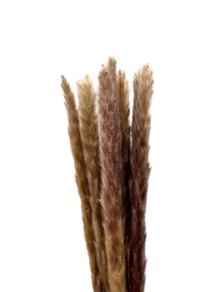 مجففات