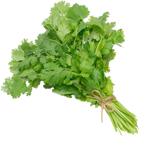 كزبرة ربطة