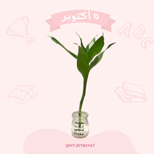 زرعات المعلم ( صغير )