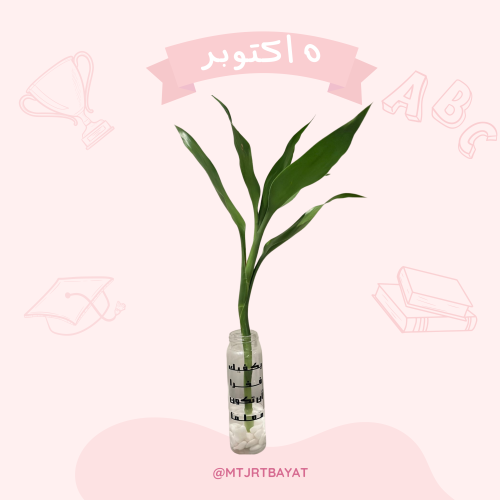 زرعات المعلم ( وسط)