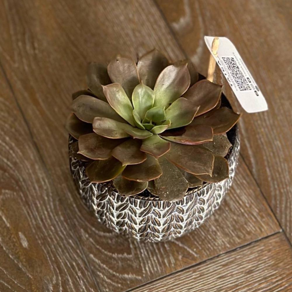 ايشيفيريا (Echeveria)