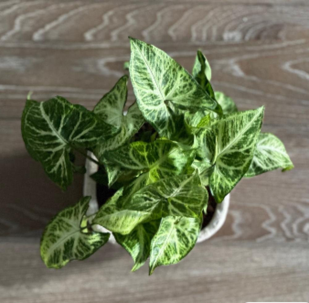 نبات السنجونيوم