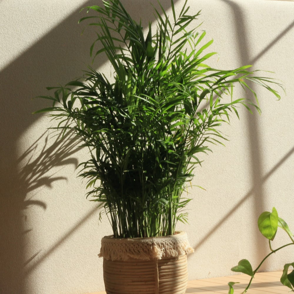 طريقة العناية بنات الشاميدوريا (Chamaedorea elegans)