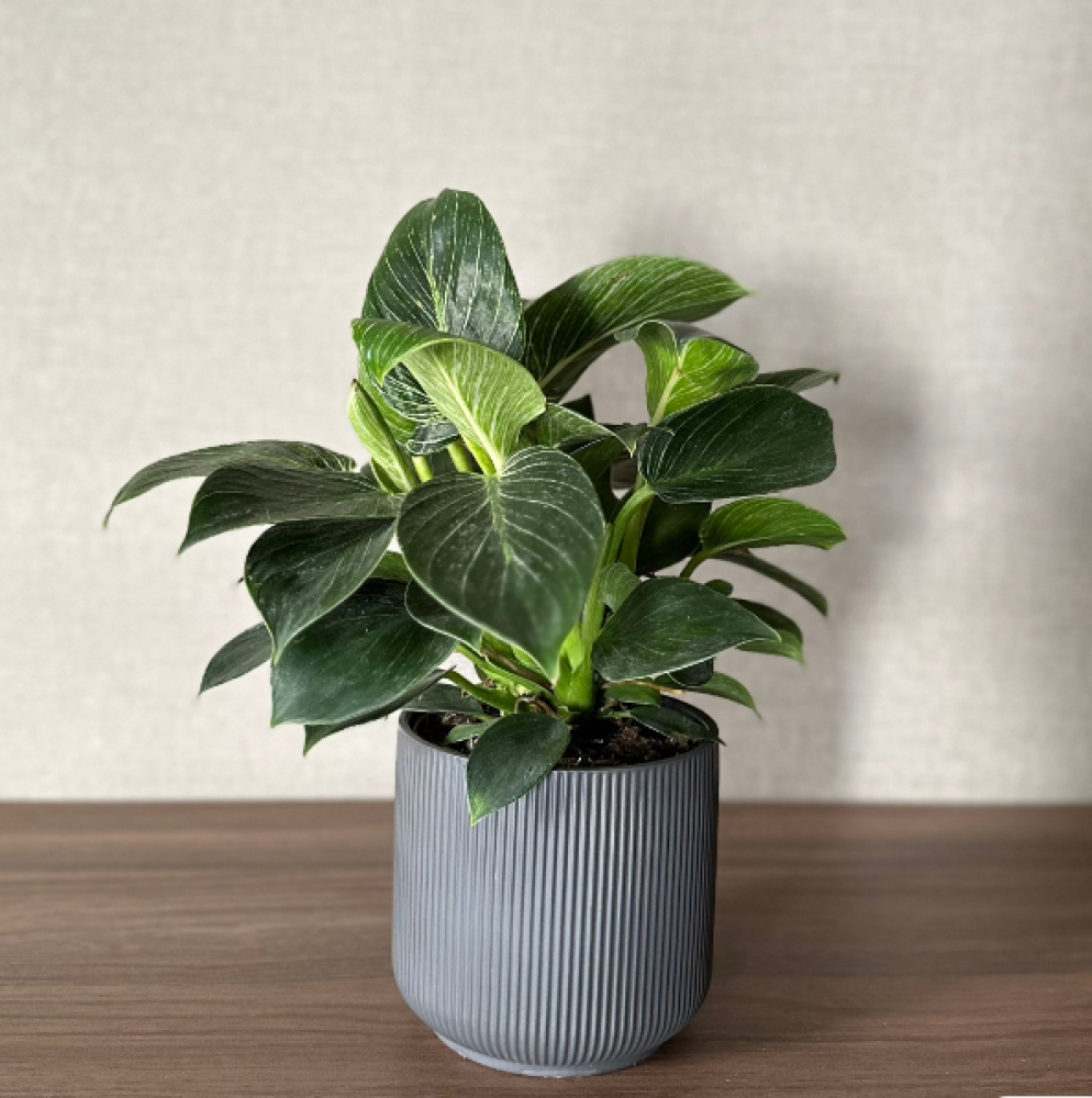 ملخص العناية بنبات الفيلندرون بيركن (Philodendron Birkin)..