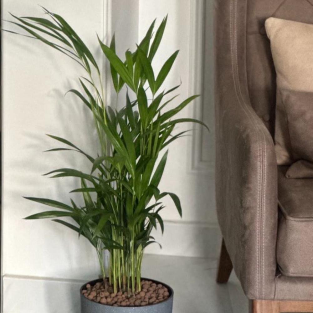 نبات الأريكا