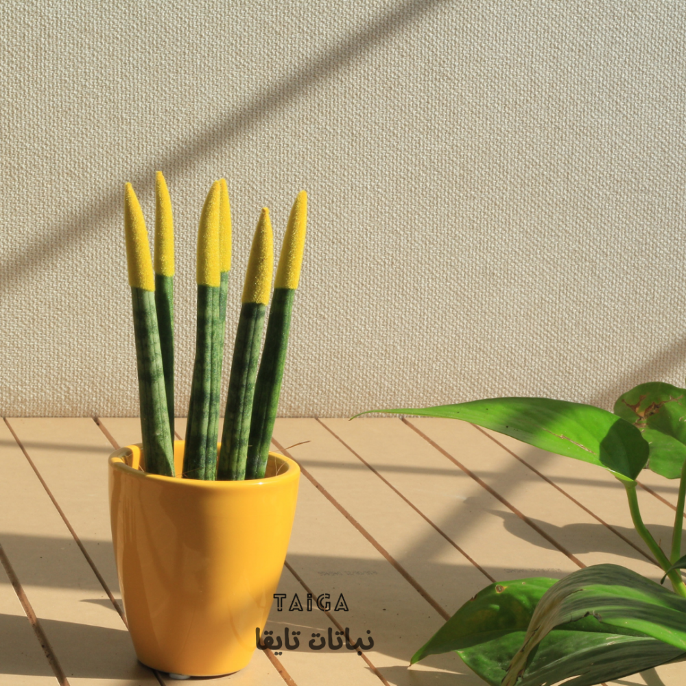 تعرف على أصابع الصبار الملونة (Sansevieria Cylindrica )