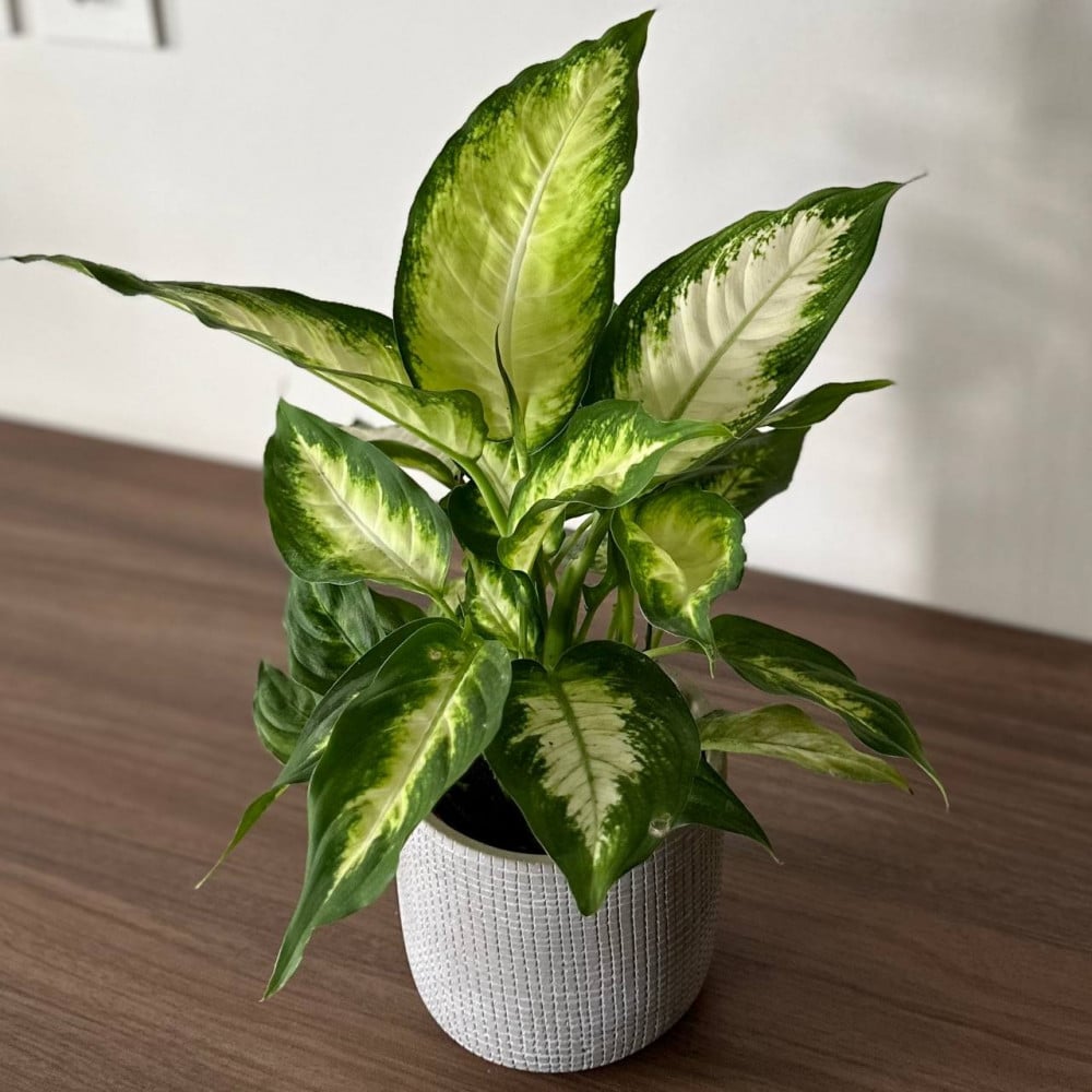 نبات الديفنباخيا (Dieffenbachia)