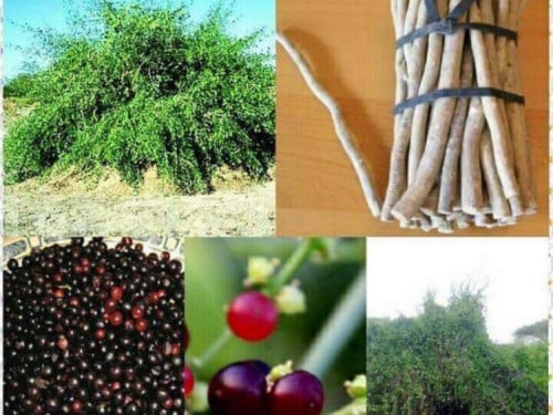 بذور الآراك 10 بذرات