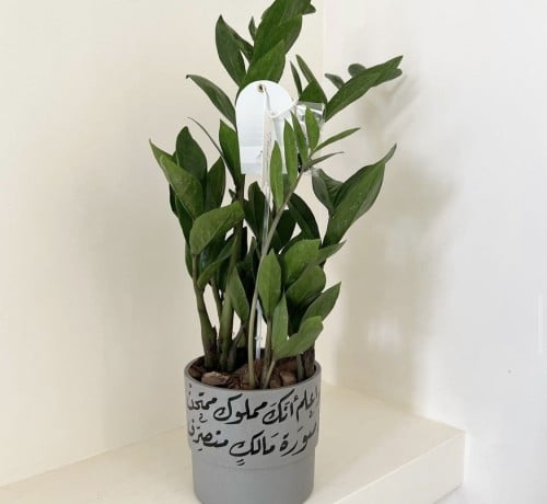 سجنتشر زاميا
