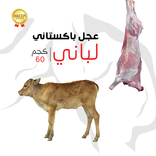 عجل باكستاني لباني 60 كيلوجرام