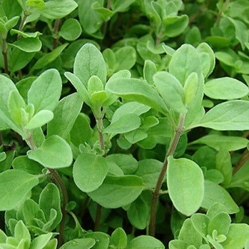 بردقوش 300 بذرة origanum majorana