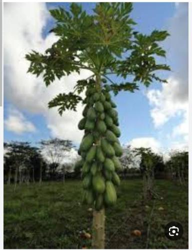 باباي ردليدي منتج مصري 50 بذرة Papaya