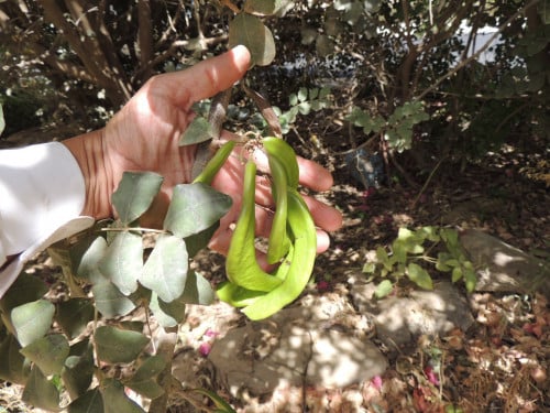 خروب 30 بذرة Ceratonia siliqua