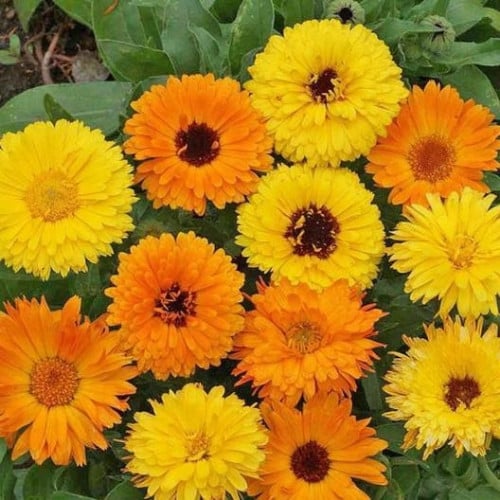 الكاليندولا 100 بذرة Calendula Officinalis