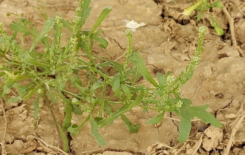 حرف - رشاد 100 بذرة Lepidium aucheri