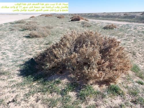 بذور رمث ملأ كأس Haloxylon persicum