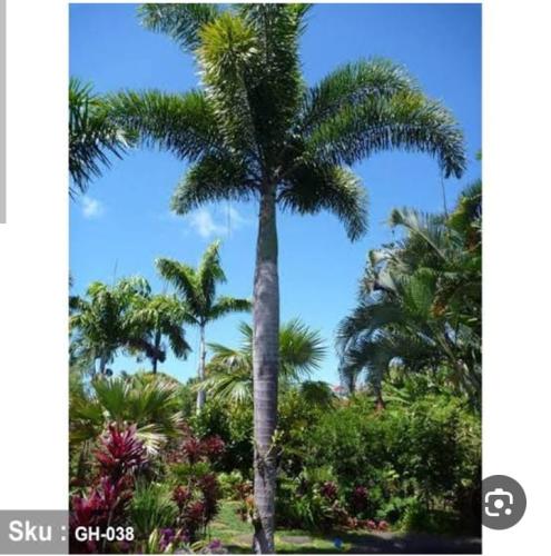 نخيل فوكستيل 3 بذرة Foxtail palm