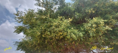 حراز - الألال 10 ثمرات Faidherbia albida