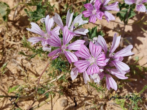 خبيز زهرة بنفسجي 50 بذرة Malva nicaeensis