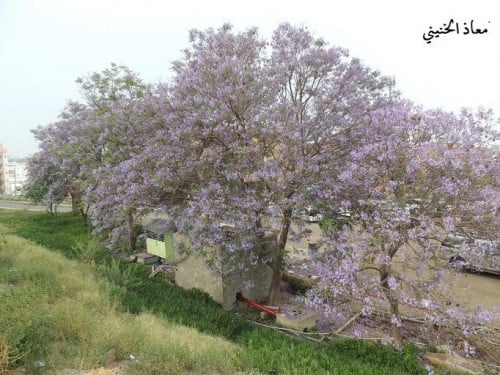 جاكرندا 50 بذرة Jacaranda