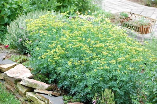 شذاب 50 بذرة Ruta chalepensis
