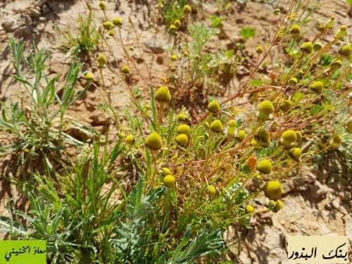 بابونج بري بذور مقدار ملعقة وسط Matricaria aurea