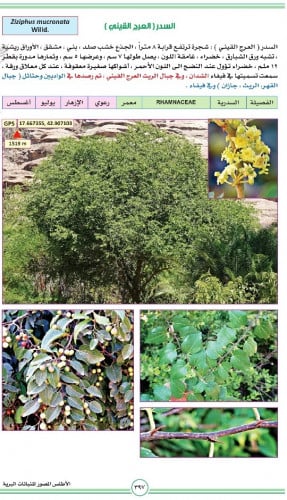 سدر العرج 15 بذرة Ziziphus mucronata Willd