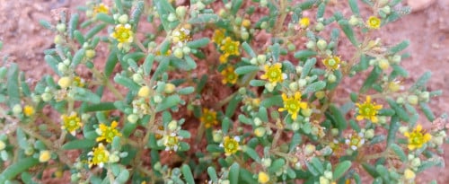 قرمل بذور و شوائب مقدار فنجال Zygophyllum simplex
