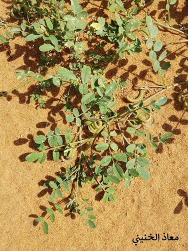 قفعاء و تأويل كمية البذور مثل الصورة Astragalus