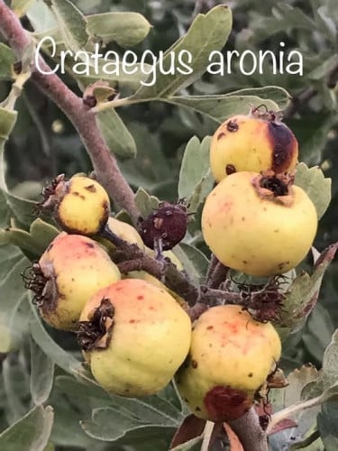 زعرور 10 ثمرات Crataegus aronia