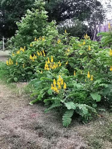 شمعدان اصفر 20 بذرة senna alata