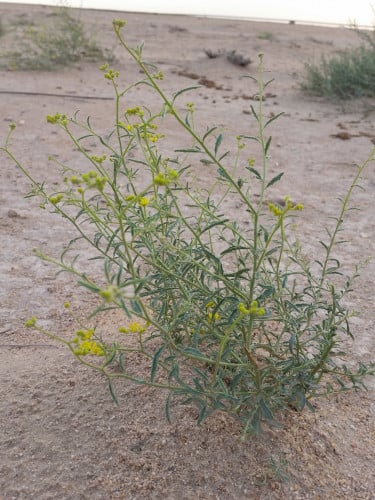 زفرة ( مسيكة ) البذور مقدار ملعقة مع شوائب Haploph...