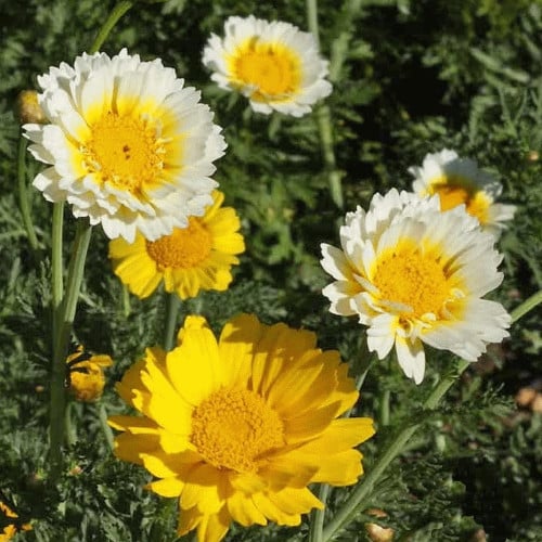 اقحوان المزارع 100 بذرة Chrysanthemum