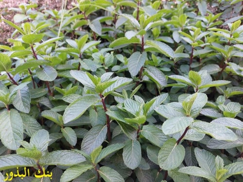 نعناع 50 بذرة