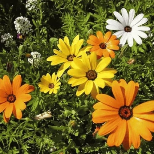 اقحوان افريقي 70 بذرة African Daisy