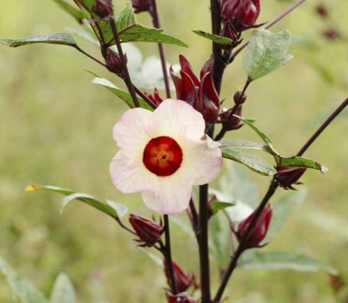 كركديه 50 بذرة Hibiscus sabdariffa