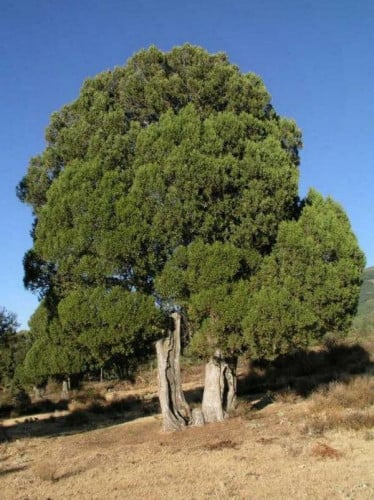 عرعر 30 بذرة Juniperus procera