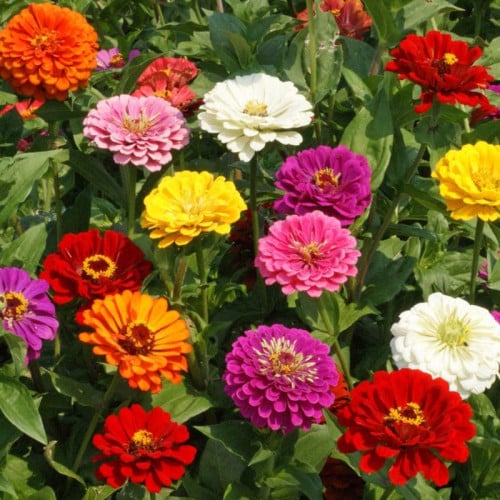 زينيا 100 بذرة ZINNIA ELEGANS