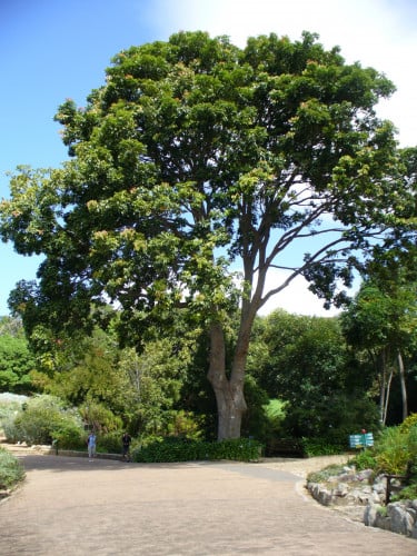 الماهوقني 15 بذرة swietenia mahagoni spain