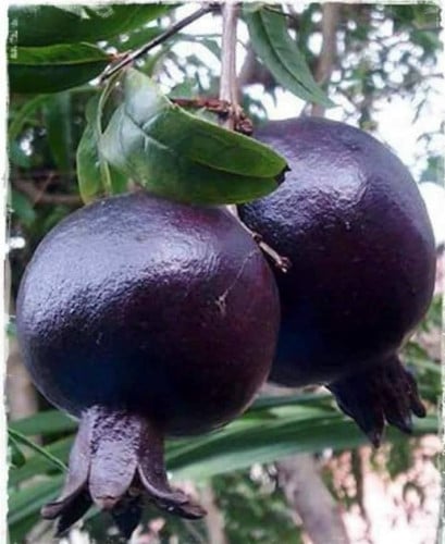 رمان اسود 30 بذرة Black pomegranate