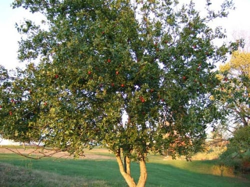 عناب 20 بذرة Ziziphus jujuba (قديم)