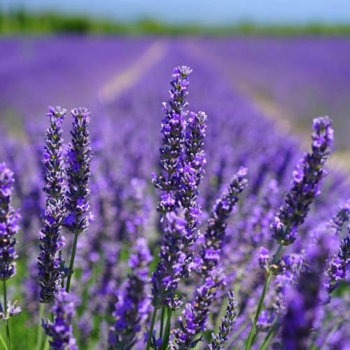 لافندر عطري 200 بذرة lavandula angustifolia